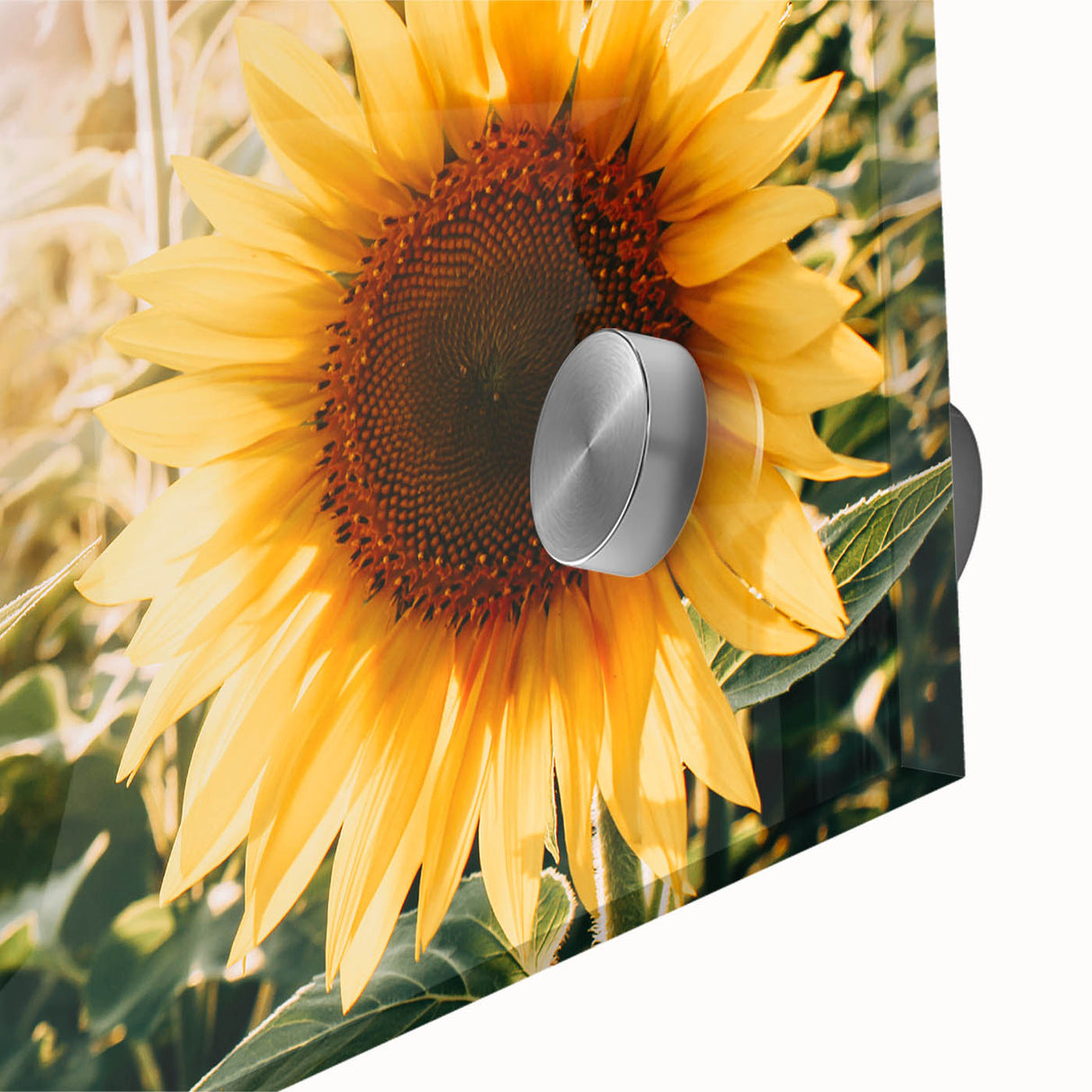 Farmhouse Wall Art: Sunflowers in Bloom - Rustic Country Style Decor Print