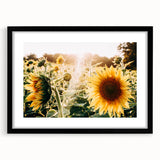 Farmhouse Wall Art: Sunflowers in Bloom - Rustic Country Style Decor Print