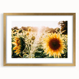 Farmhouse Wall Art: Sunflowers in Bloom - Rustic Country Style Decor Print