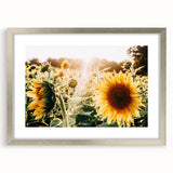 Farmhouse Wall Art: Sunflowers in Bloom - Rustic Country Style Decor Print