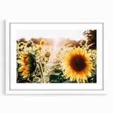 Farmhouse Wall Art: Sunflowers in Bloom - Rustic Country Style Decor Print