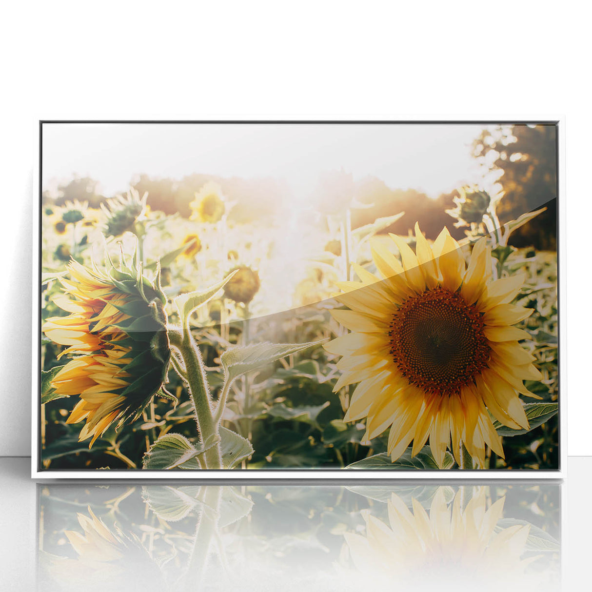 Farmhouse Wall Art: Sunflowers in Bloom - Rustic Country Style Decor Print