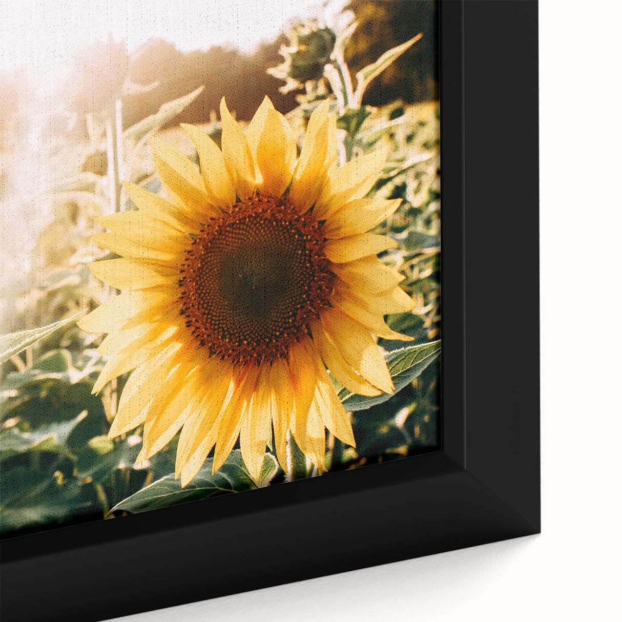 Farmhouse Wall Art: Sunflowers in Bloom - Rustic Country Style Decor Print