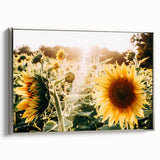 Farmhouse Wall Art: Sunflowers in Bloom - Rustic Country Style Decor Print