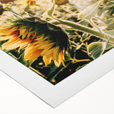 Farmhouse Wall Art: Sunflowers in Bloom - Rustic Country Style Decor Print