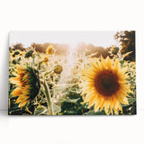 Farmhouse Wall Art: Sunflowers in Bloom - Rustic Country Style Decor Print