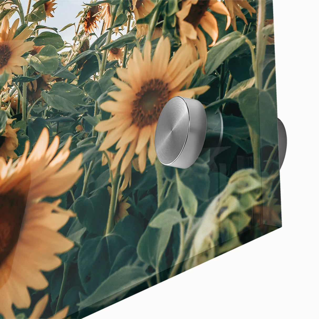 Farmhouse Wall Art: Sunflower Field - Rustic Country Style Decor Print