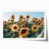 Farmhouse Wall Art: Sunflower Field - Rustic Country Style Decor Print