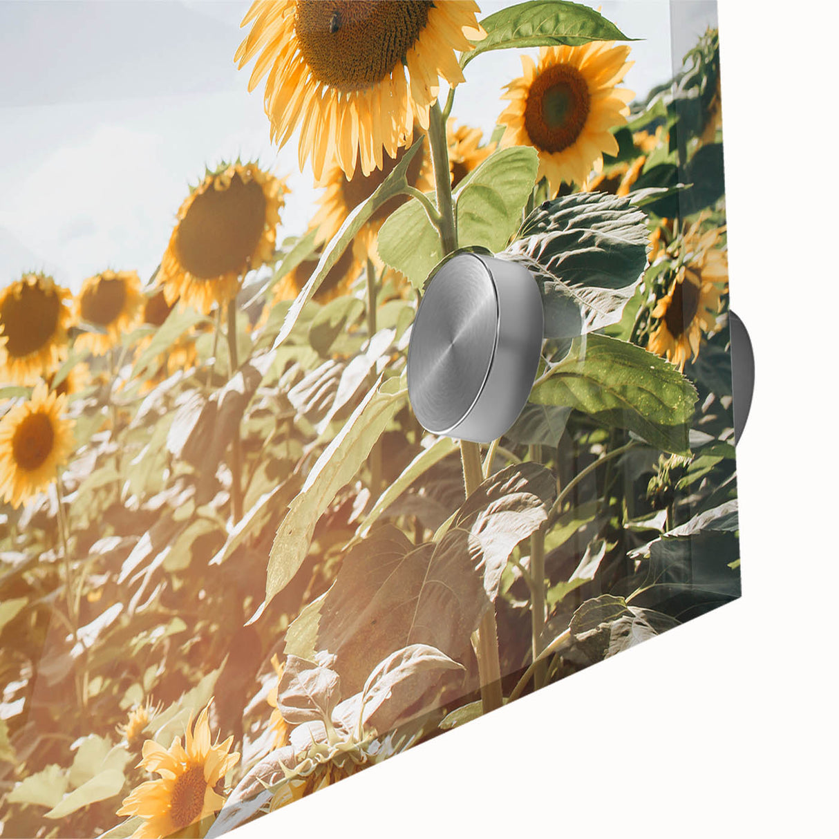 Farmhouse Wall Art: Sunflowers in Summer - Rustic Country Style Decor