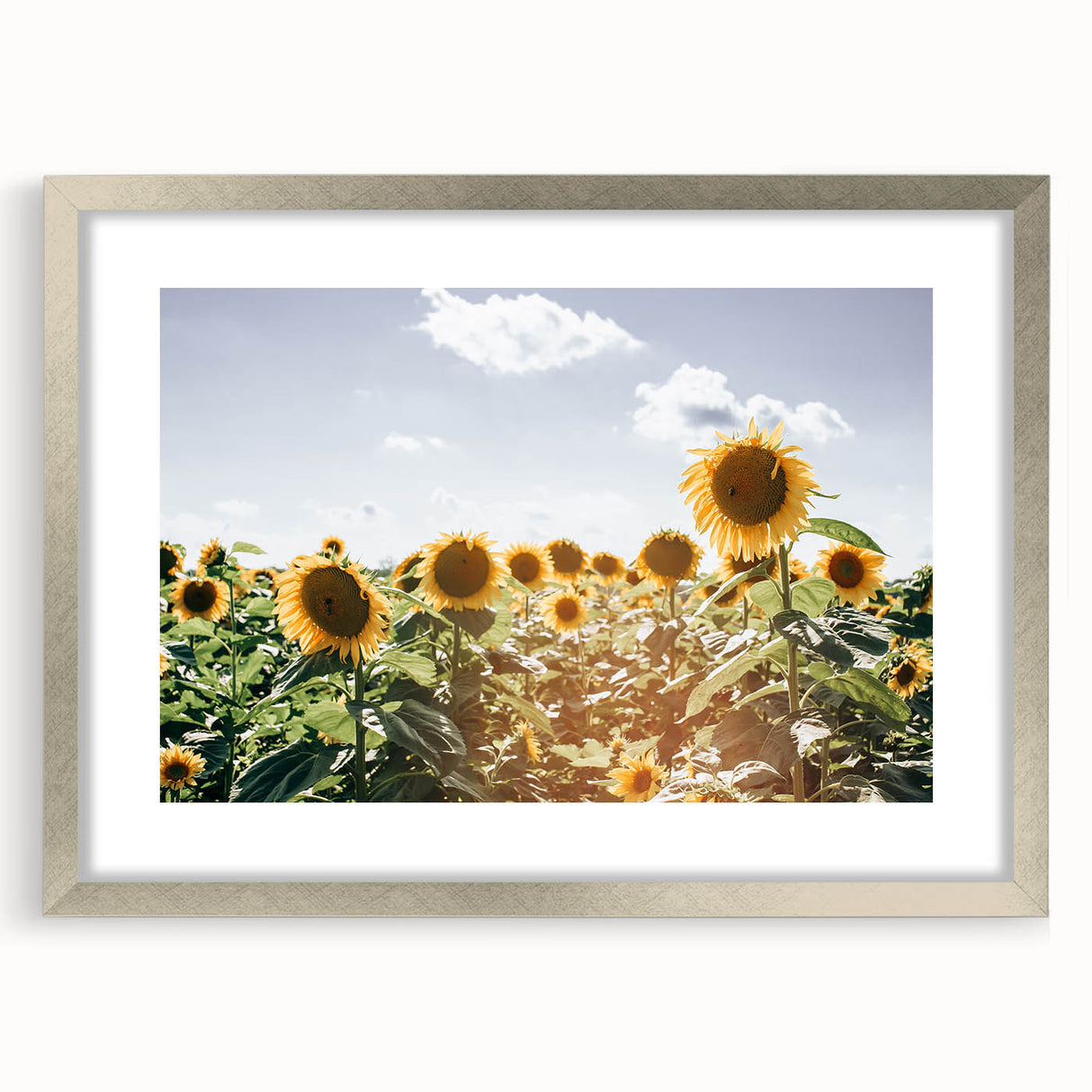 Farmhouse Wall Art: Sunflowers in Summer - Rustic Country Style Decor