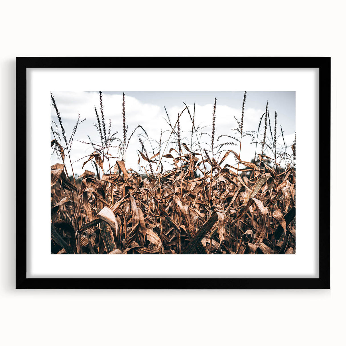 Farmhouse Wall Art: Autumn Corn Stalks - Rustic Country Style Decor Print