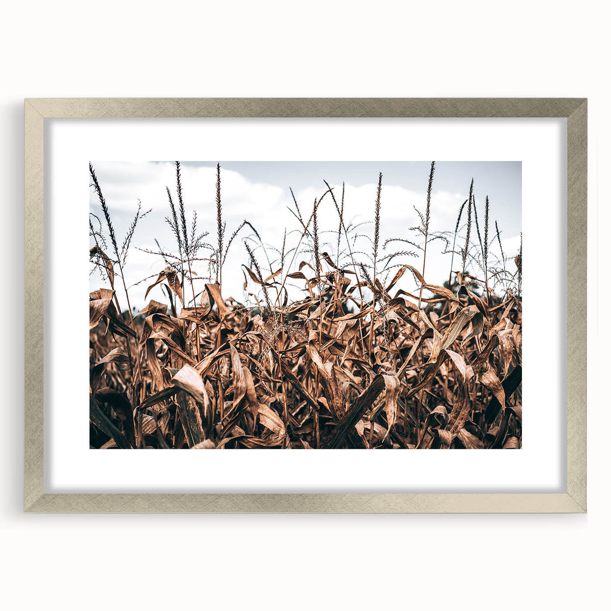 Farmhouse Wall Art: Autumn Corn Stalks - Rustic Country Style Decor Print