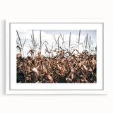 Farmhouse Wall Art: Autumn Corn Stalks - Rustic Country Style Decor Print