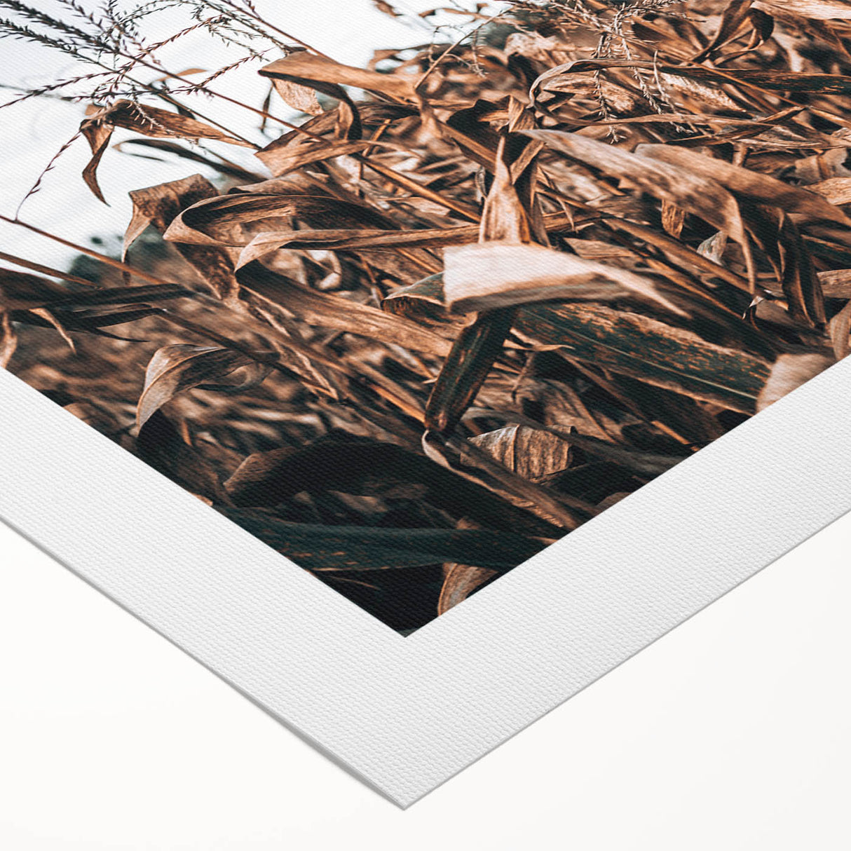 Farmhouse Wall Art: Autumn Corn Stalks - Rustic Country Style Decor Print
