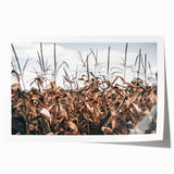 Farmhouse Wall Art: Autumn Corn Stalks - Rustic Country Style Decor Print
