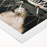 Close-Up Cactus Spines - Rustic Desert Farmhouse Wall Art for Country Decor