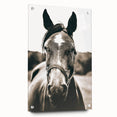 Gentle Horse Portrait - Rustic Farmhouse Wall Art for Country Decor