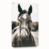 Gentle Horse Portrait - Rustic Farmhouse Wall Art for Country Decor