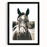 Gentle Horse Portrait - Rustic Farmhouse Wall Art for Country Decor