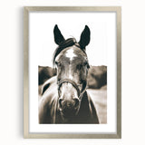 Gentle Horse Portrait - Rustic Farmhouse Wall Art for Country Decor