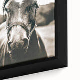 Gentle Horse Portrait - Rustic Farmhouse Wall Art for Country Decor