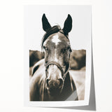 Gentle Horse Portrait - Rustic Farmhouse Wall Art for Country Decor