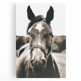 Gentle Horse Portrait - Rustic Farmhouse Wall Art for Country Decor