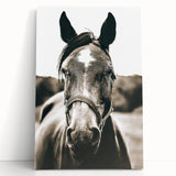 Gentle Horse Portrait - Rustic Farmhouse Wall Art for Country Decor