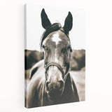 Gentle Horse Portrait - Rustic Farmhouse Wall Art for Country Decor