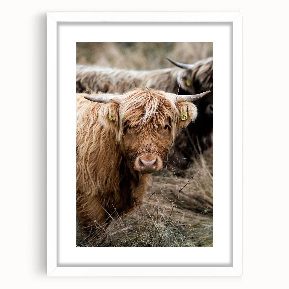 Farmhouse Wall Art - Rustic Highland Cow Print for Country Decor