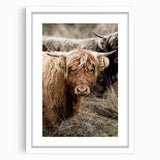 Farmhouse Wall Art - Rustic Highland Cow Print for Country Decor