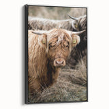Farmhouse Wall Art - Rustic Highland Cow Print for Country Decor