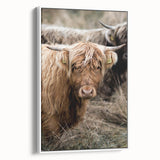 Farmhouse Wall Art - Rustic Highland Cow Print for Country Decor