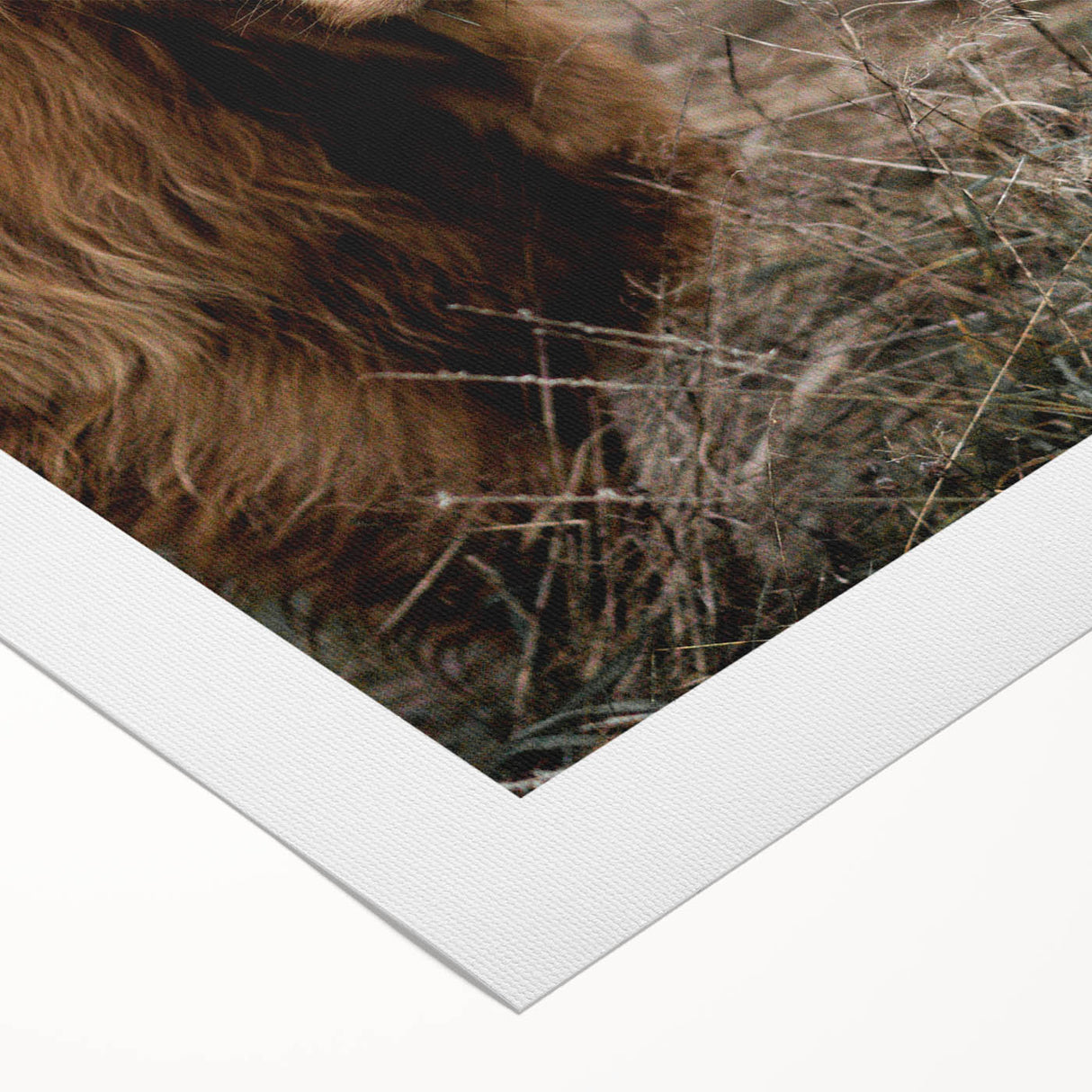 Farmhouse Wall Art - Rustic Highland Cow Print for Country Decor