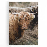 Farmhouse Wall Art - Rustic Highland Cow Print for Country Decor