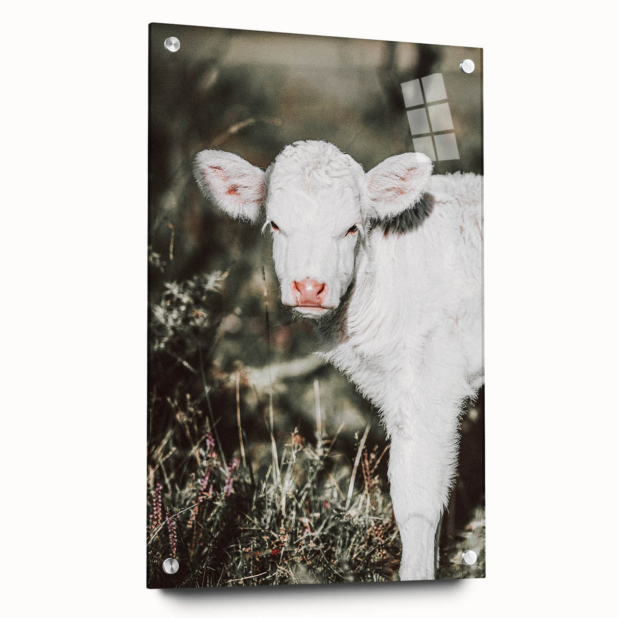 Farmhouse Wall Art - Baby Calf Rustic Print for Country Decor
