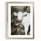 Farmhouse Wall Art - Baby Calf Rustic Print for Country Decor