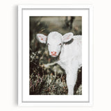 Farmhouse Wall Art - Baby Calf Rustic Print for Country Decor