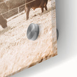 Farmhouse Cattle Grazing Wall Art - Rustic Country Style Decor