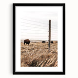 Rustic Farmhouse Buffalo Grazing Wall Art - Country Style Decor