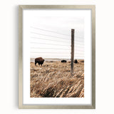 Rustic Farmhouse Buffalo Grazing Wall Art - Country Style Decor
