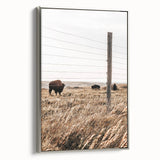 Rustic Farmhouse Buffalo Grazing Wall Art - Country Style Decor