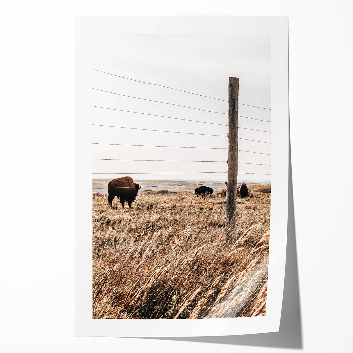 Rustic Farmhouse Buffalo Grazing Wall Art - Country Style Decor