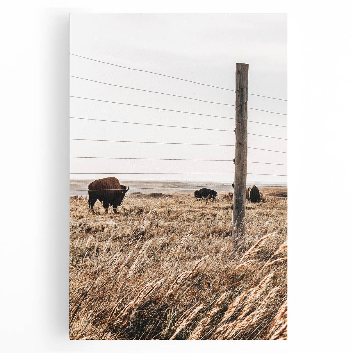 Rustic Farmhouse Buffalo Grazing Wall Art - Country Style Decor
