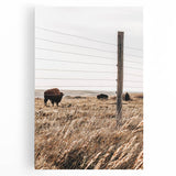 Rustic Farmhouse Buffalo Grazing Wall Art - Country Style Decor