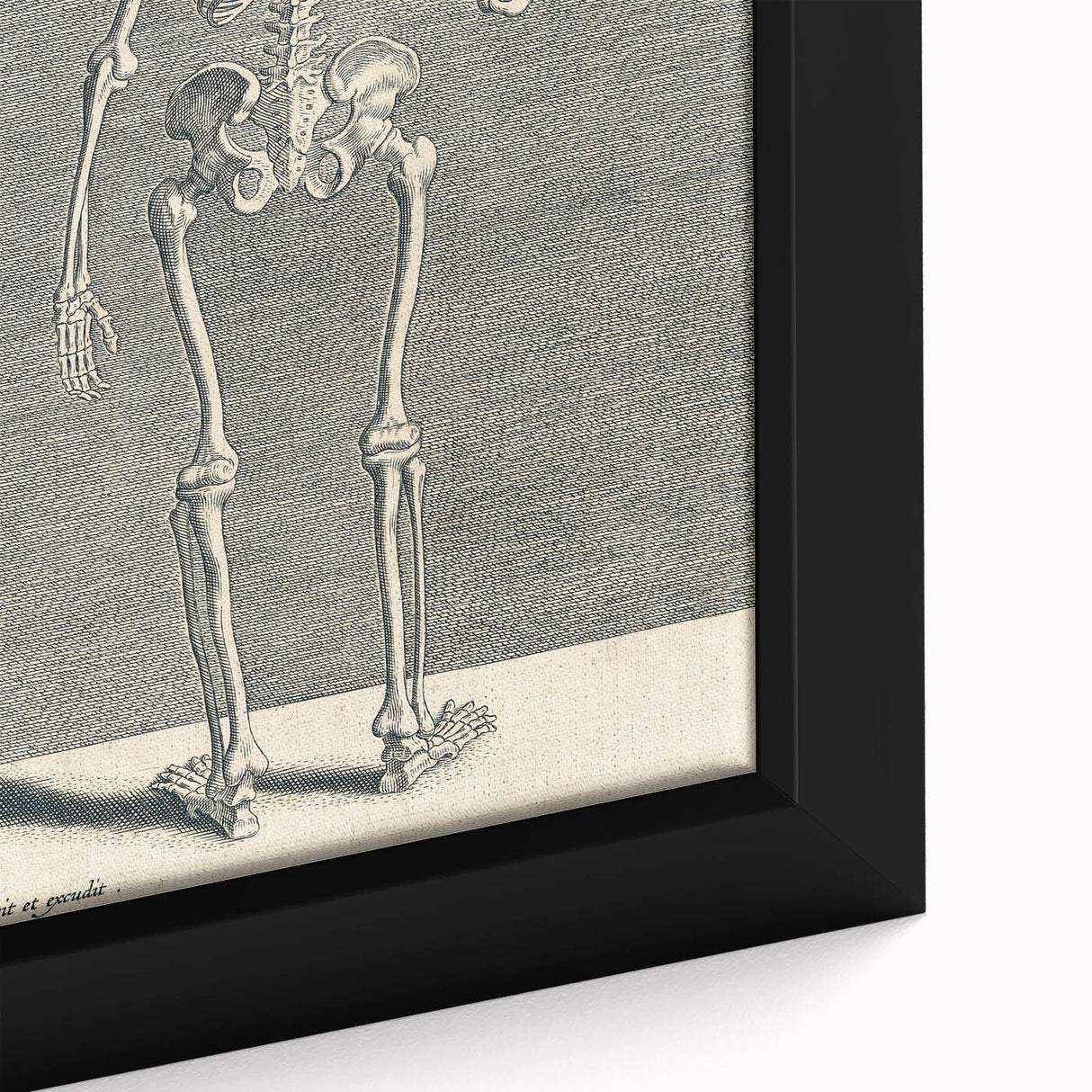 Vintage Gothic Skeleton Print - Classic Anatomical Gothic Wall Art