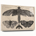 Vintage Gothic Insect Art - Moths and Butterflies Gothic Wall Print