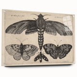 Vintage Gothic Insect Art - Moths and Butterflies Gothic Wall Print