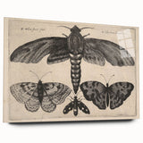 Vintage Gothic Insect Art - Moths and Butterflies Gothic Wall Print