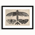 Vintage Gothic Insect Art - Moths and Butterflies Gothic Wall Print